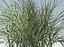 Reed grass vegetation