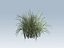 Reed grass vegetation