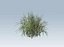 Reed grass vegetation
