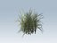 Reed grass vegetation