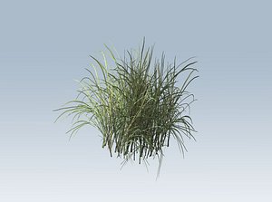 Reed grass vegetation