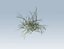 Reed grass vegetation
