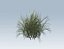 Reed grass vegetation