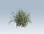 Reed grass vegetation