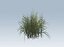 Reed grass vegetation