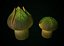 Swamp Fantasy Mushrooms
