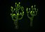 Swamp Fantasy Mushrooms