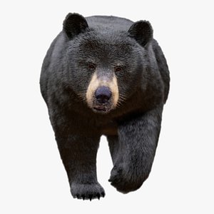 Black Bear Animated UNREAL project  plus Maya base rig 3D model