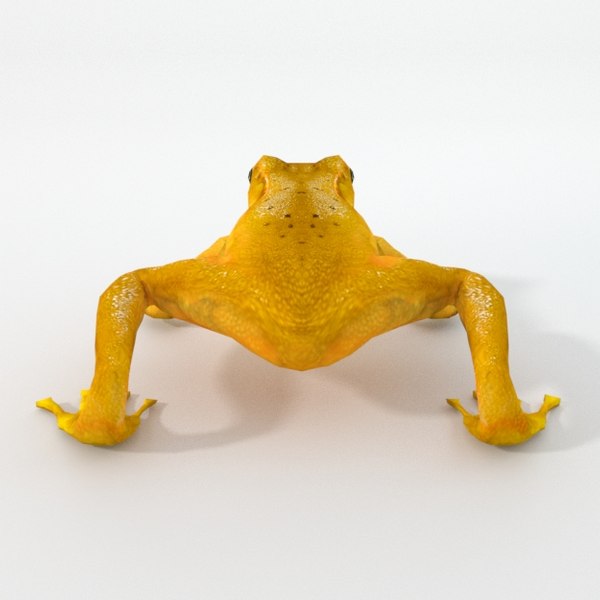 modelo 3d Rana dorada - TurboSquid 1400315 modelo 3d Rana dorada - TurboSquid 1400315