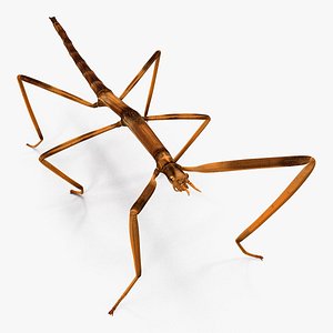 stick insect brown model