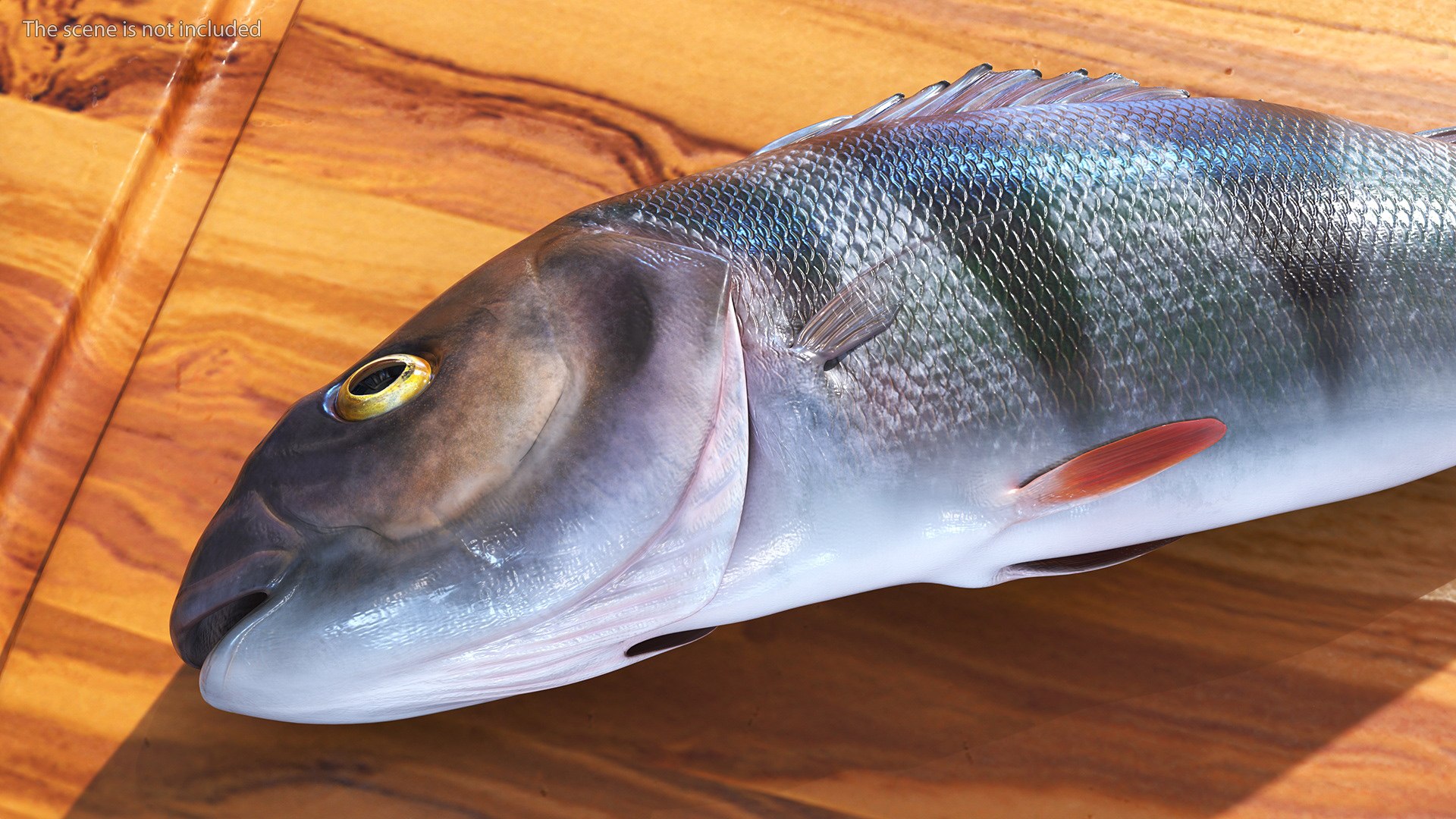 Caught Perca Fluviatilis Fish Lying 3D https://p.turbosquid.com/ts-thumb/oY/AZPOgb/1Q/caughtpercafluviatilisfishlying3dmodel006/jpg/1702527442/1920x1080/fit_q87/b365fdb86fa4fdf32882d84e63c570127858597f/caughtpercafluviatilisfishlying3dmodel006.jpg