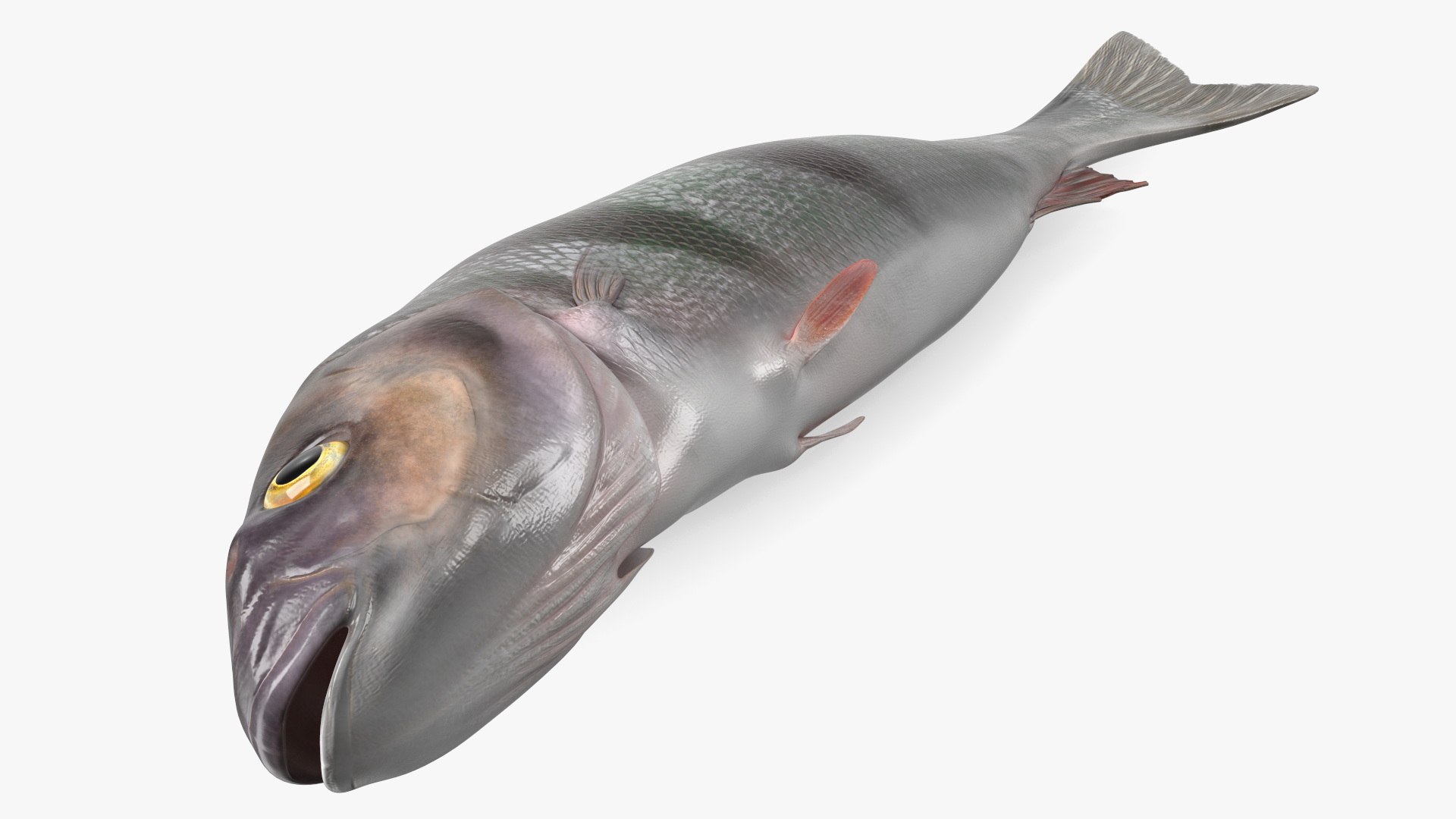 Caught Perca Fluviatilis Fish Lying 3D https://p.turbosquid.com/ts-thumb/oY/AZPOgb/2M/caughtpercafluviatilisfishlying3dmodel011/jpg/1702527462/1920x1080/fit_q87/6970a348ff3f9b0fa39295e1bd0728f6230eac2f/caughtpercafluviatilisfishlying3dmodel011.jpg