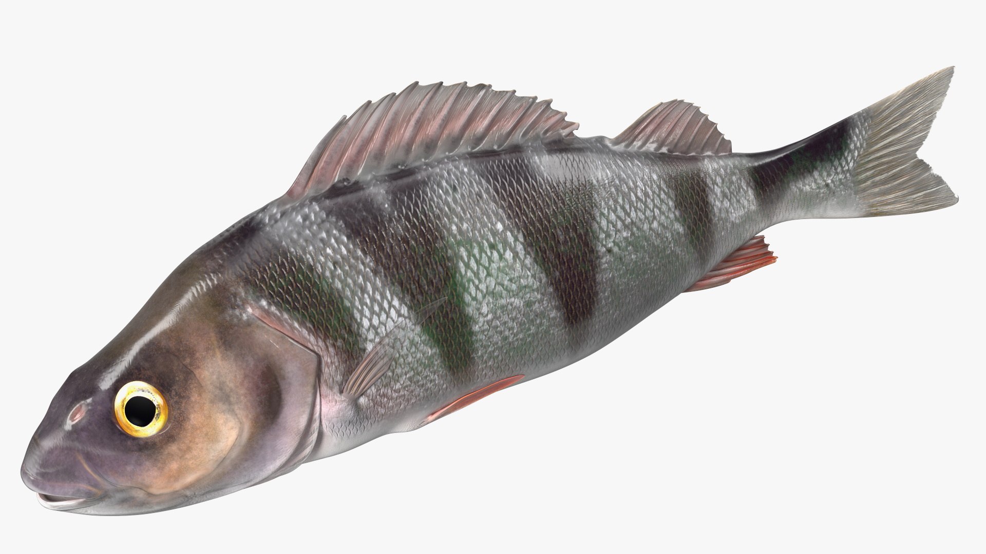 Caught Perca Fluviatilis Fish Lying 3D https://p.turbosquid.com/ts-thumb/oY/AZPOgb/9c/caughtpercafluviatilisfishlying3dmodel010/jpg/1702527458/1920x1080/fit_q87/4f75d27ea143155c1d2f101e510ad5c77d8f2def/caughtpercafluviatilisfishlying3dmodel010.jpg