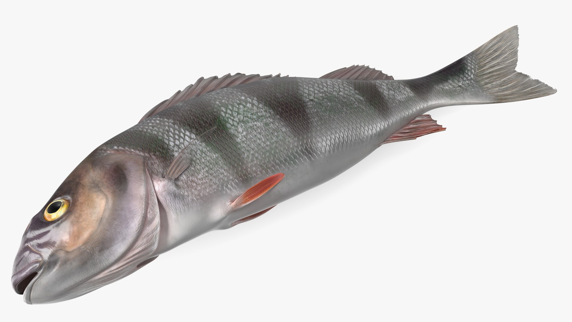 Caught Perca Fluviatilis Fish Lying 3D https://p.turbosquid.com/ts-thumb/oY/AZPOgb/9i/caughtpercafluviatilisfishlying3dmodel014/jpg/1702527474/1920x1080/fit_q87/3262a535e5b30dc80db08f9ccf28e334e04d3089/caughtpercafluviatilisfishlying3dmodel014.jpg