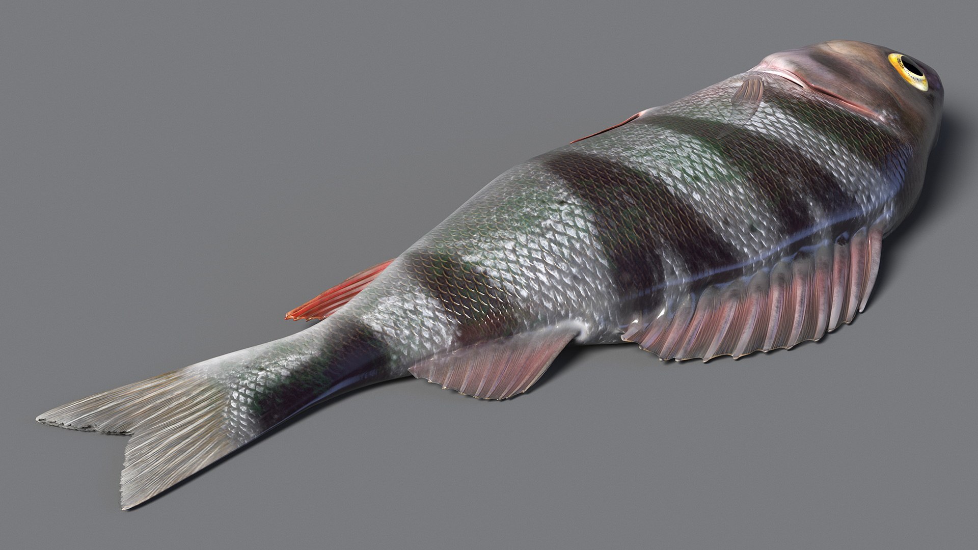 Caught Perca Fluviatilis Fish Lying 3D https://p.turbosquid.com/ts-thumb/oY/AZPOgb/IY/caughtpercafluviatilisfishlying3dmodel008/jpg/1702527450/1920x1080/fit_q87/8cdaa884e552db88d95674539797b05d6c60708f/caughtpercafluviatilisfishlying3dmodel008.jpg