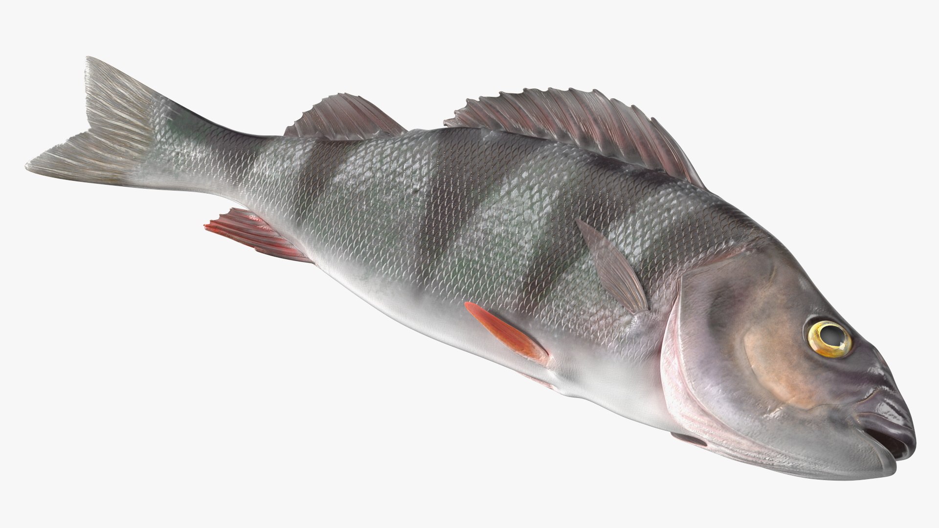 Caught Perca Fluviatilis Fish Lying 3D https://p.turbosquid.com/ts-thumb/oY/AZPOgb/NE/caughtpercafluviatilisfishlying3dmodel015/jpg/1702527478/1920x1080/fit_q87/7d7330389cda15b73fee0928fabb4f4426259a25/caughtpercafluviatilisfishlying3dmodel015.jpg