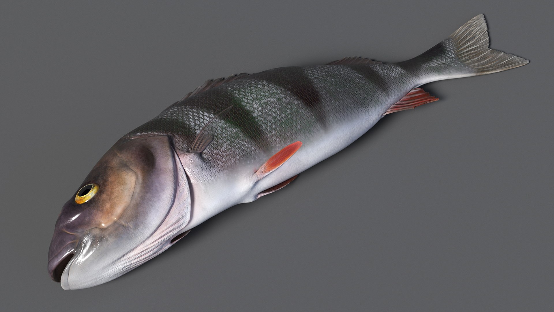 Caught Perca Fluviatilis Fish Lying 3D https://p.turbosquid.com/ts-thumb/oY/AZPOgb/Ok/caughtpercafluviatilisfishlying3dmodel007/jpg/1702527446/1920x1080/fit_q87/90aebbe2722788d832680d841a2d13e51b299015/caughtpercafluviatilisfishlying3dmodel007.jpg