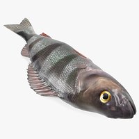 Caught Perca Fluviatilis Fish Lying