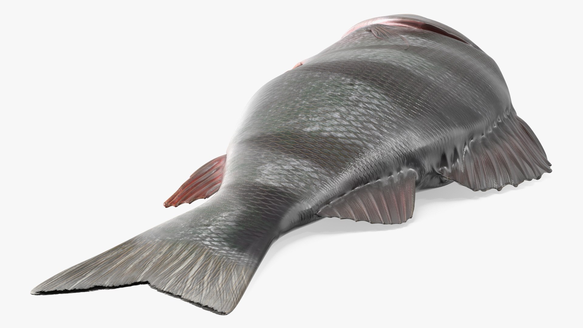 Caught Perca Fluviatilis Fish Lying 3D https://p.turbosquid.com/ts-thumb/oY/AZPOgb/W6/caughtpercafluviatilisfishlying3dmodel013/jpg/1702527470/1920x1080/fit_q87/3014bde6f0c8b8dd8987e316b2006129fbe4ee9d/caughtpercafluviatilisfishlying3dmodel013.jpg