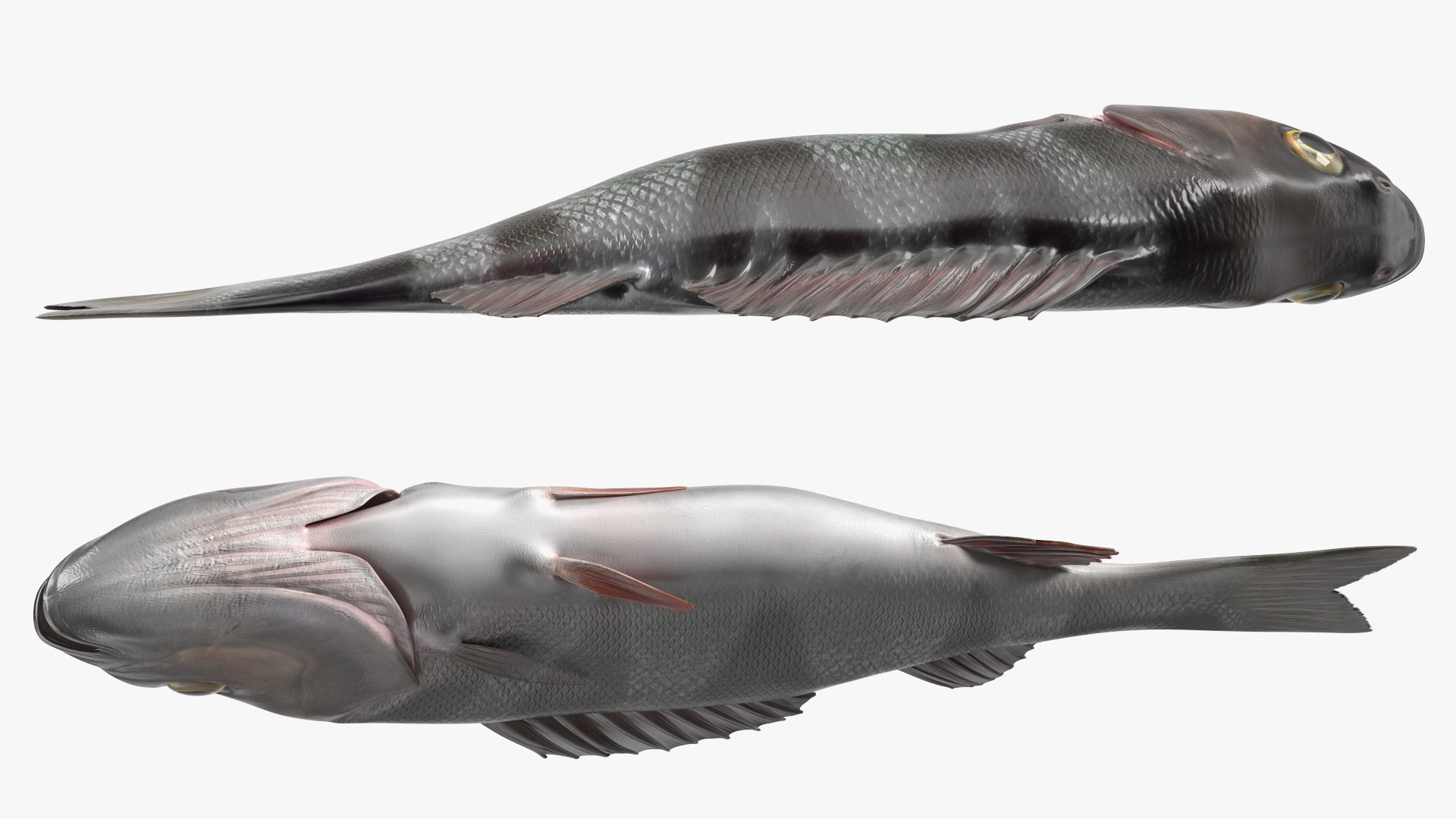 Caught Perca Fluviatilis Fish Lying 3D https://p.turbosquid.com/ts-thumb/oY/AZPOgb/iu/caughtpercafluviatilisfishlying3dmodel009/jpg/1702527454/1920x1080/fit_q87/5402b32664321c8f7eaba24fdb80e8200425f530/caughtpercafluviatilisfishlying3dmodel009.jpg