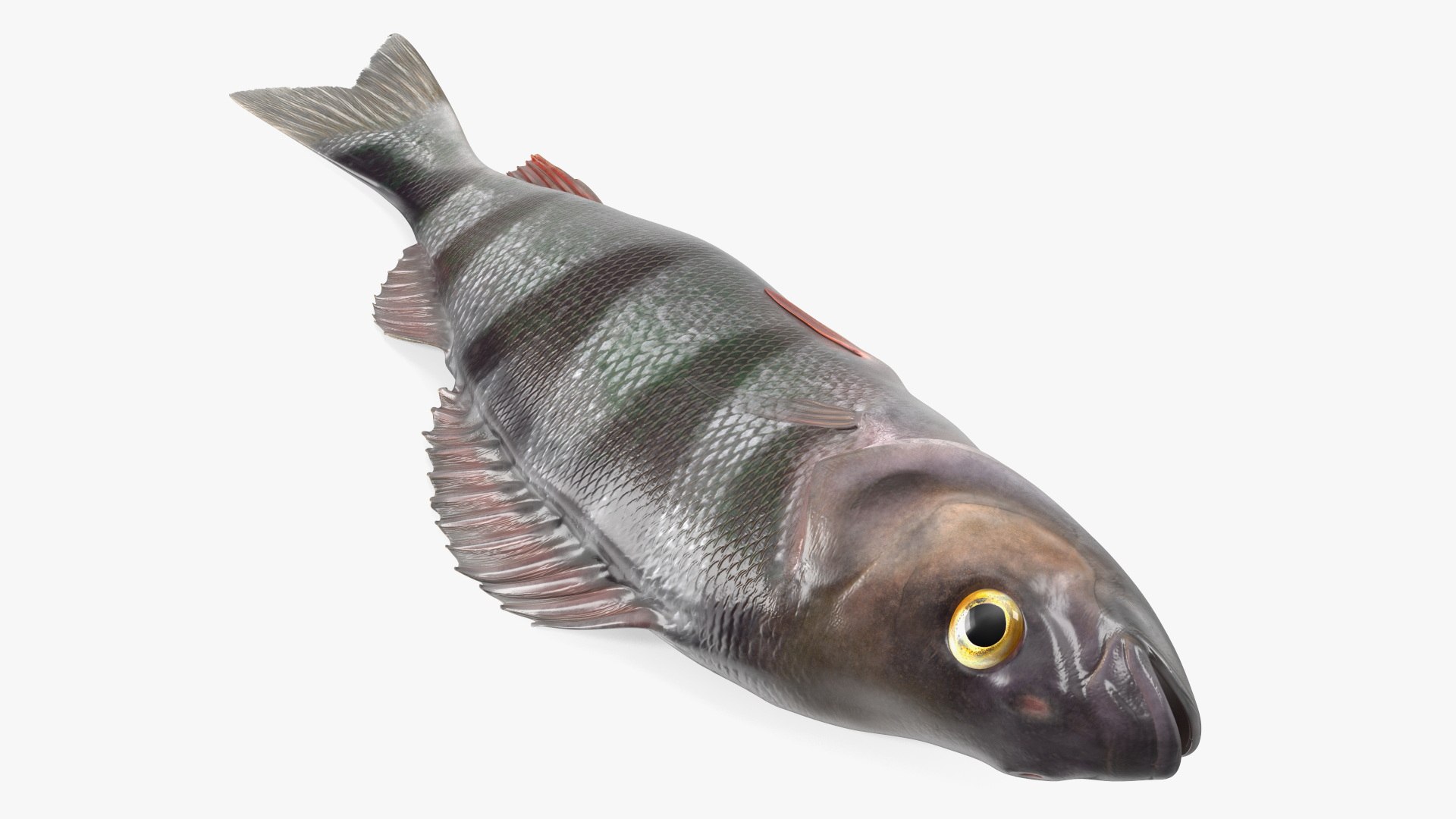 Caught Perca Fluviatilis Fish Lying 3D model preview