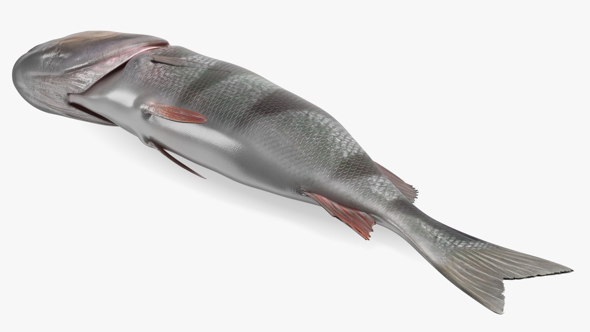 Caught Perca Fluviatilis Fish Lying 3D https://p.turbosquid.com/ts-thumb/oY/AZPOgb/rh/caughtpercafluviatilisfishlying3dmodel012/jpg/1702527466/1920x1080/fit_q87/38ad59ecd8bcee836f6a618f5291ebaa8916261b/caughtpercafluviatilisfishlying3dmodel012.jpg