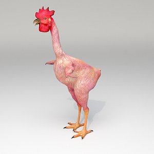 Funny Rooster without feather