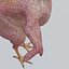 Funny Rooster without feather