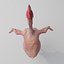 Funny Rooster without feather