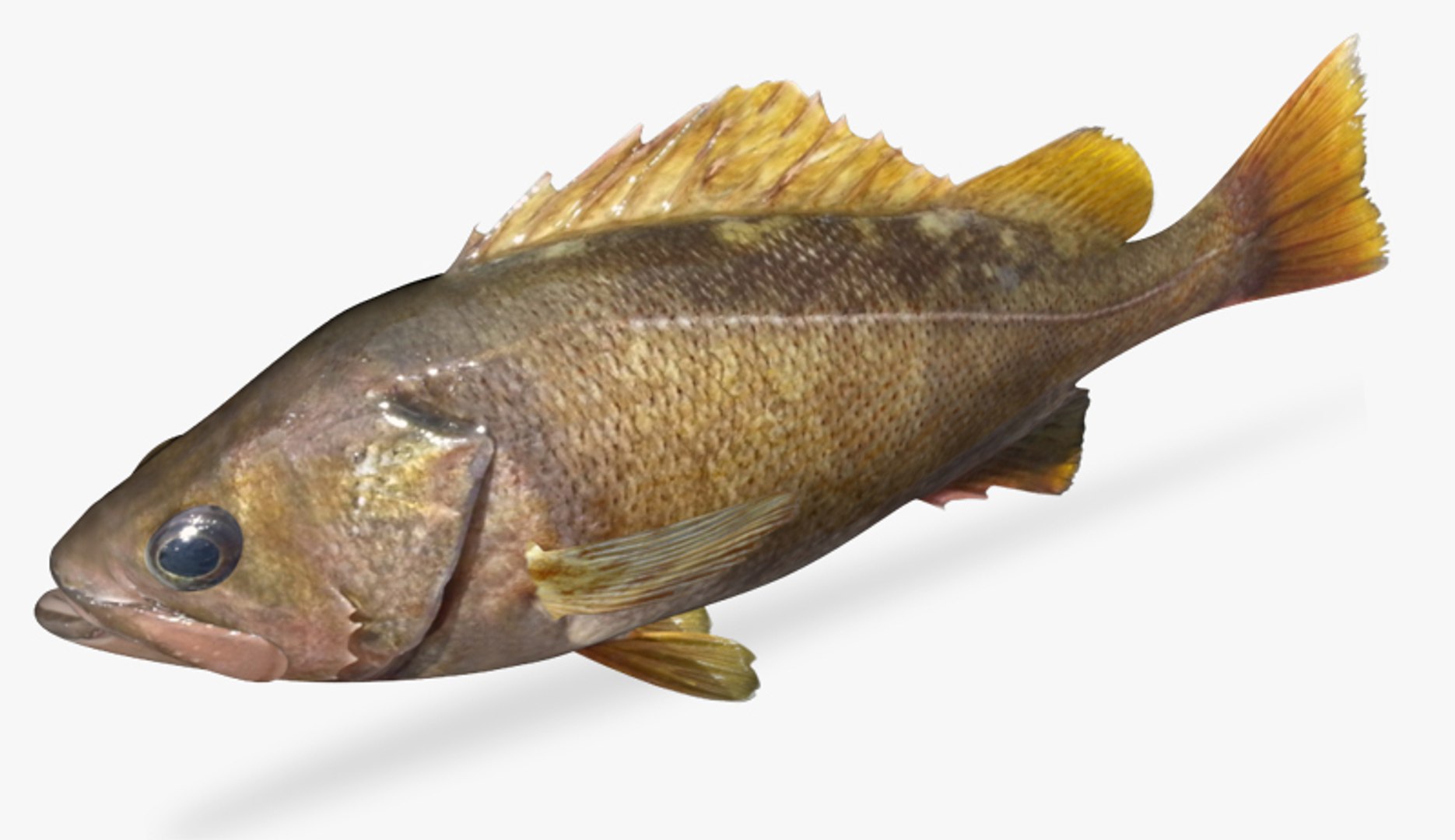 yellowtail rockfish 3d x