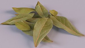 bay leaf spice 3D model