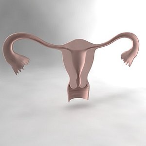 Uterus.max