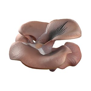 3D model Mushroom 12
