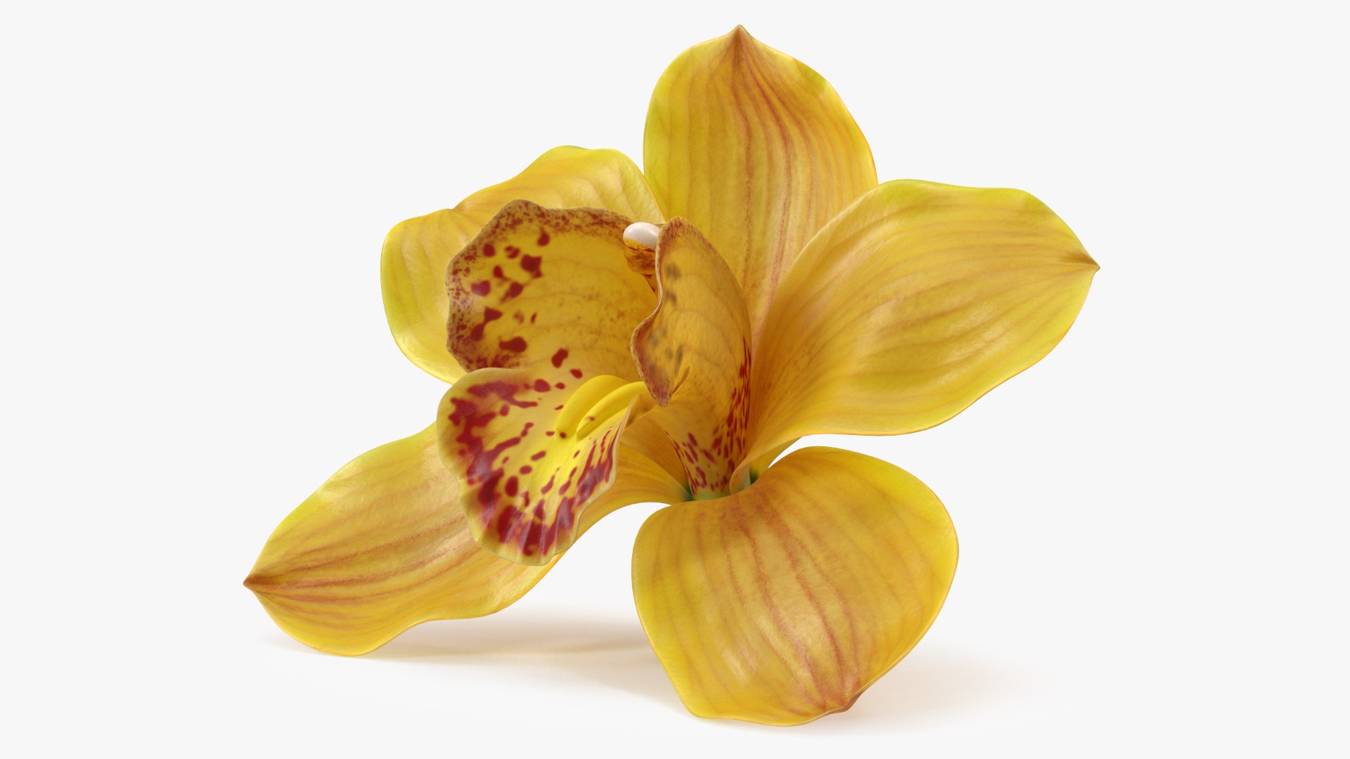 Hybrid Orchid Yellow 3D model preview
