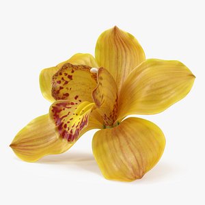 3D Hybrid Orchid Yellow