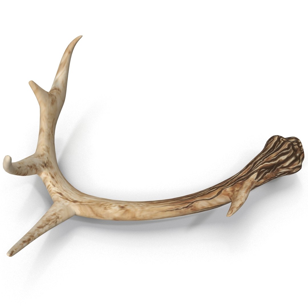 deer antler 2 3d model https://p.turbosquid.com/ts-thumb/oY/t0zVuS/ZvI0CC4U/deerantler_7/jpg/1390255955/1920x1080/fit_q87/da47c370beba3ff89cc41e8e4086e0f455d253e2/deerantler_7.jpg