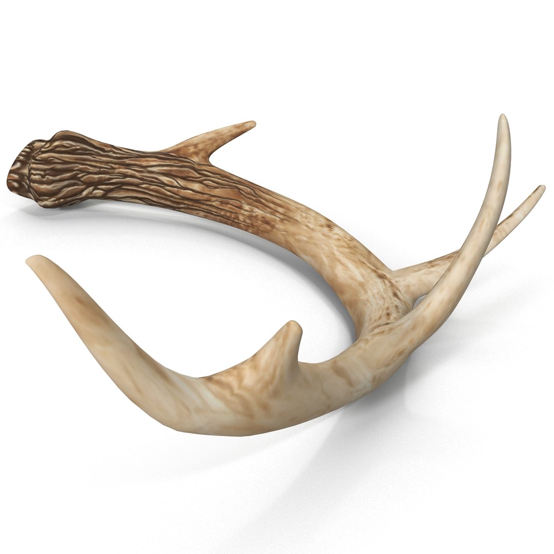 deer antler 2 3d model https://p.turbosquid.com/ts-thumb/oY/t0zVuS/cHTaVrMj/deerantler_4/jpg/1390255915/1920x1080/fit_q87/d0ba2ebcbddde21de53f024e75cf340b066d8e92/deerantler_4.jpg