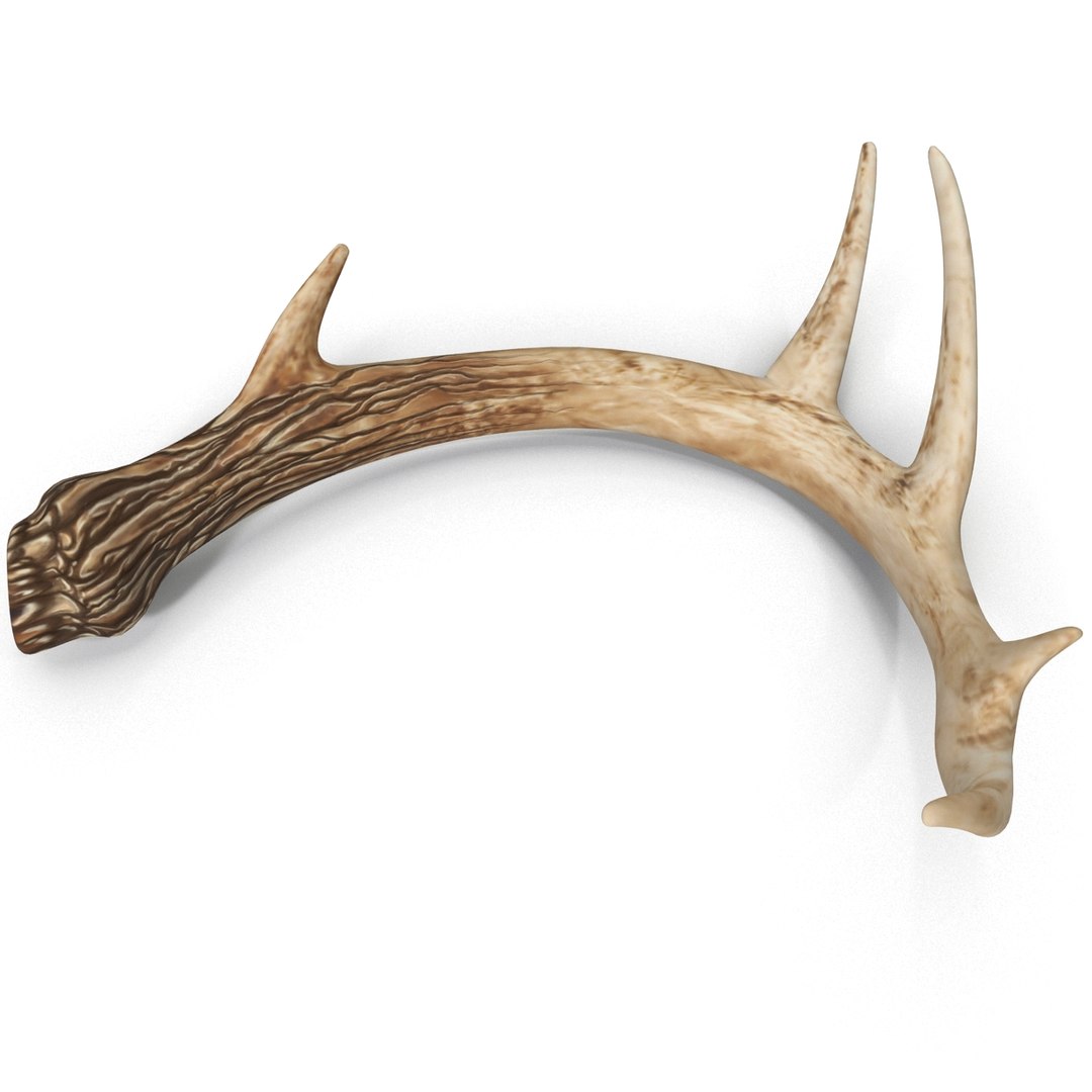deer antler 2 3d model https://p.turbosquid.com/ts-thumb/oY/t0zVuS/fJVQeALo/deerantler_3/jpg/1390255904/1920x1080/fit_q87/bfbc01f74d4b3bbff34b44b163f042948915c40e/deerantler_3.jpg