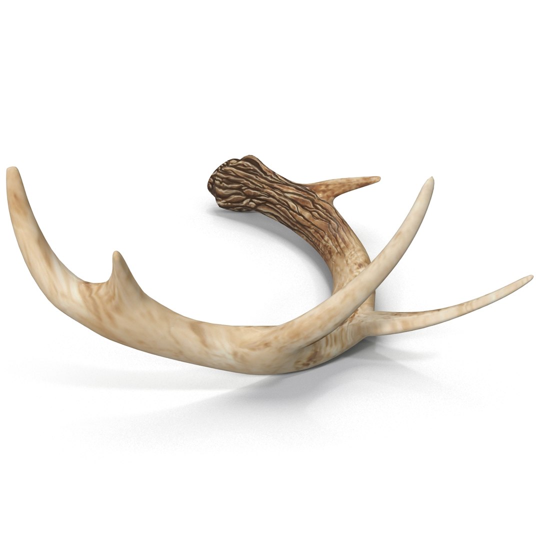 deer antler 2 3d model https://p.turbosquid.com/ts-thumb/oY/t0zVuS/kqsFchDi/deerantler_5/jpg/1390255930/1920x1080/fit_q87/252e63f9a78f53d15e4981ad64fa2733fd61db1c/deerantler_5.jpg