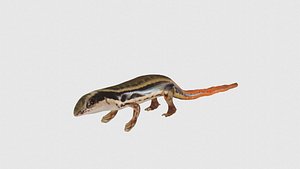 Low Poly Skink Rigged With Realistic Texture