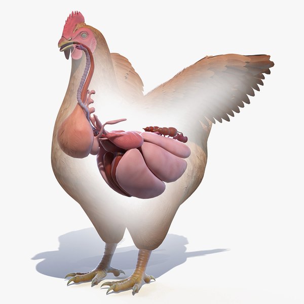Chicken Body Skeleton and Organs Static3D模型 - TurboSquid 1911378