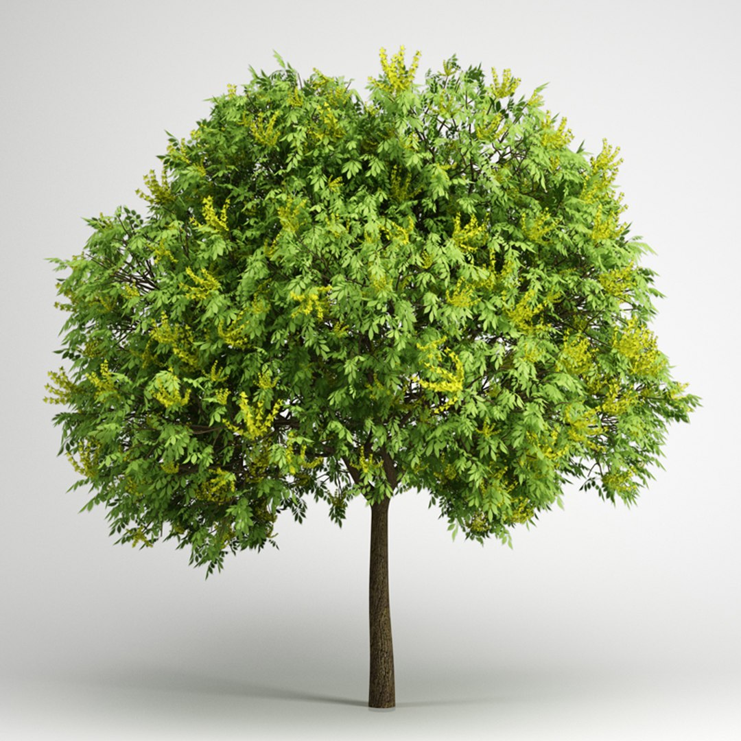 Goldenrain Tree 08 3d C4d