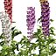 3D Colorful candle larkspur flowers model