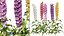 3D Colorful candle larkspur flowers model