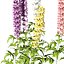 3D Colorful candle larkspur flowers model