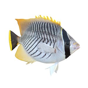 Chevron Butterflyfish 3D model