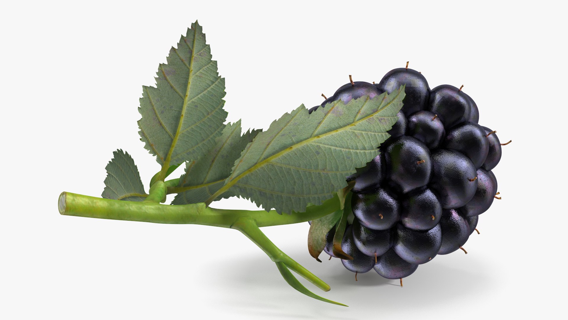 Realistic Blackberry with Leaves 3D model https://p.turbosquid.com/ts-thumb/oZ/Sh4CIa/Kw/realistic_blackberry_with_leaves_007/jpg/1745052356/1920x1080/fit_q87/d0ebfb77ed8c00a8d9d1e23ace456fb3faff0b78/realistic_blackberry_with_leaves_007.jpg