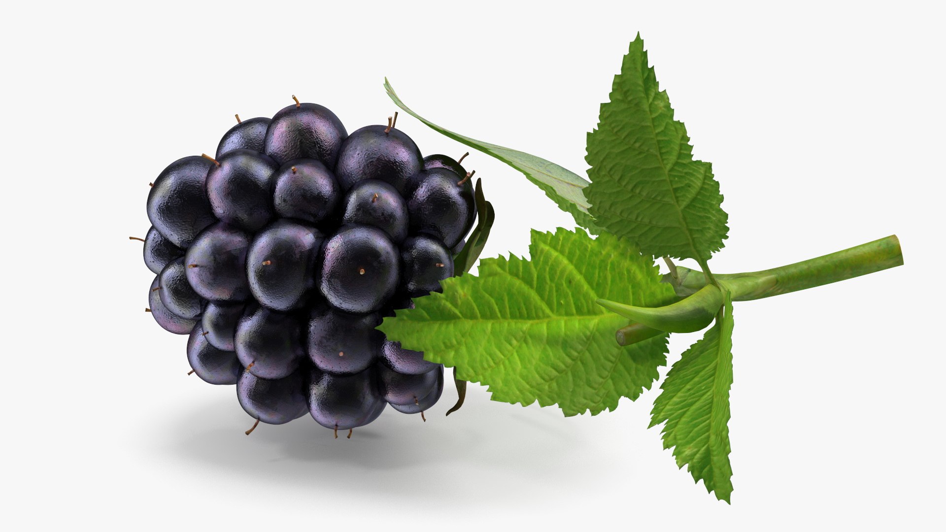 Realistic Blackberry with Leaves 3D model https://p.turbosquid.com/ts-thumb/oZ/Sh4CIa/Lc/realistic_blackberry_with_leaves_008/jpg/1745052360/1920x1080/fit_q87/3104db92c6629910c3ab78c63c7503bf6aaeec99/realistic_blackberry_with_leaves_008.jpg