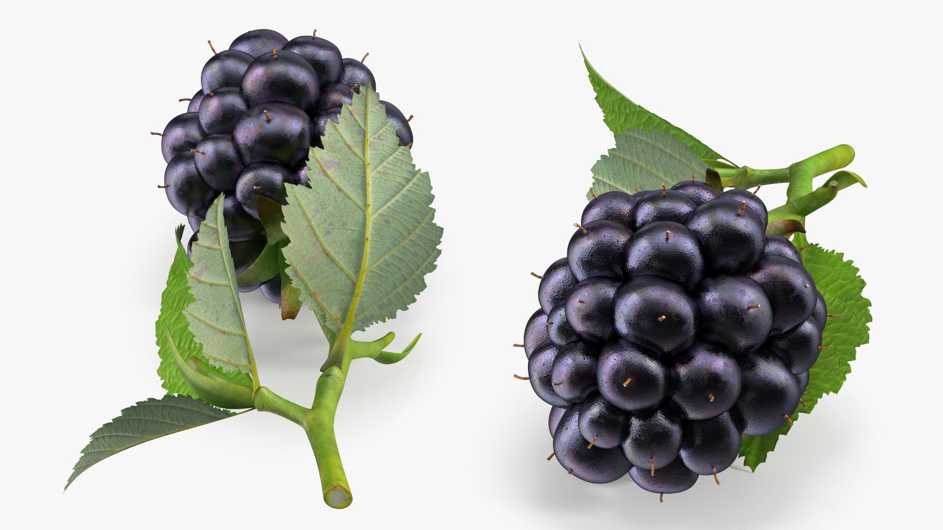 Realistic Blackberry with Leaves 3D model https://p.turbosquid.com/ts-thumb/oZ/Sh4CIa/X8/realistic_blackberry_with_leaves_009/jpg/1745052364/1920x1080/fit_q87/30a0981f84f4ee11ea45d74539e0e6c3a1536124/realistic_blackberry_with_leaves_009.jpg