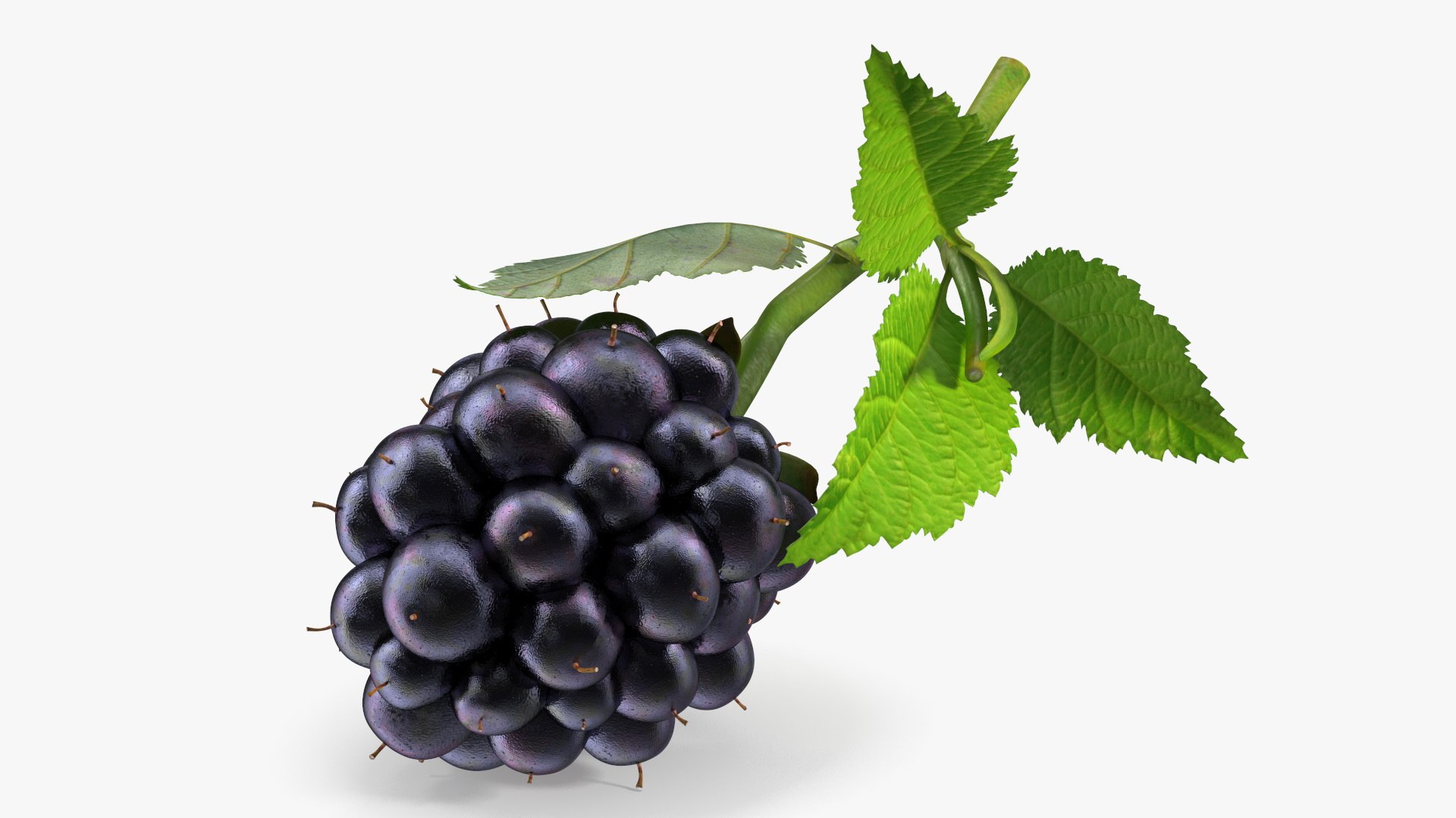 Realistic Blackberry with Leaves 3D model preview
